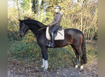 Koń oldenburski, Wałach, 7 lat, 170 cm, Ciemnogniada