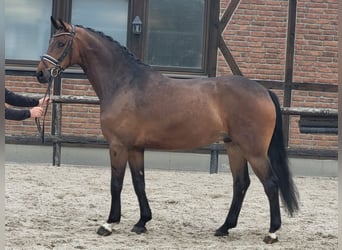 Koń oldenburski, Wałach, 7 lat, 170 cm, Gniada