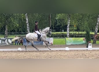 Koń oldenburski, Wałach, 7 lat, 170 cm, Siwa