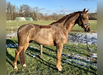 Koń oldenburski, Wałach, 7 lat, 171 cm, Ciemnokasztanowata
