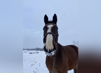 Koń oldenburski, Wałach, 7 lat, 173 cm, Ciemnogniada