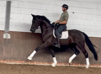Koń oldenburski, Wałach, 7 lat, 176 cm, Skarogniada