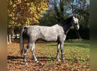 Koń oldenburski, Wałach, 7 lat, 177 cm, Siwa