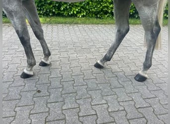 Koń oldenburski, Wałach, 8 lat, 167 cm, Siwa