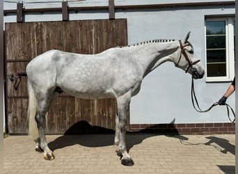 Koń oldenburski, Wałach, 8 lat, 167 cm, Siwa