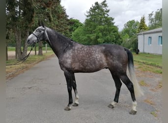 Koń oldenburski, Wałach, 8 lat, 170 cm, Siwa