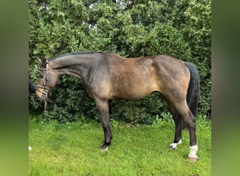 Koń oldenburski, Wałach, 8 lat, 185 cm, Gniada