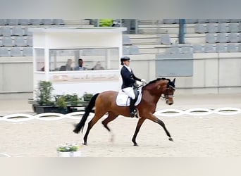 Koń oldenburski, Wałach, 9 lat, 164 cm, Gniada