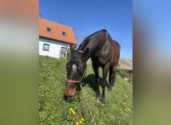 Koń oldenburski, Wałach, 9 lat, 165 cm, Gniada