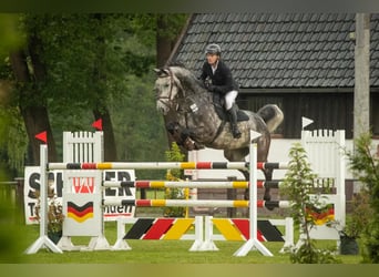 Koń oldenburski, Wałach, 9 lat, 171 cm, Siwa jabłkowita