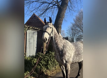 Koń oldenburski, Wałach, 9 lat, 171 cm, Siwa jabłkowita