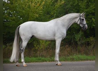 Koń oldenburski, Wałach, 9 lat, 172 cm, Siwa