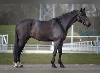 Koń oldenburski, Wałach, 9 lat, 174 cm, Gniada