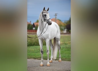 Koń oldenburski, Wałach, 9 lat, 174 cm, Siwa