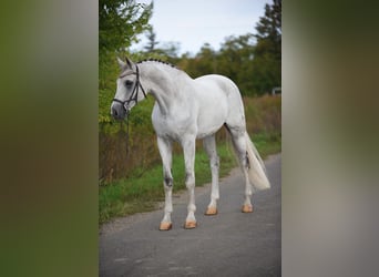 Koń oldenburski, Wałach, 9 lat, 174 cm, Siwa