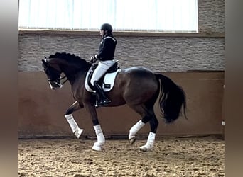 Koń oldenburski, Wałach, 9 lat, 175 cm, Gniada