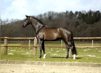 Koń oldenburski, Wałach, 9 lat, 175 cm, Skarogniada