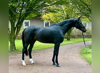 Koń oldenburski, Wałach, 9 lat, 187 cm, Ciemnogniada