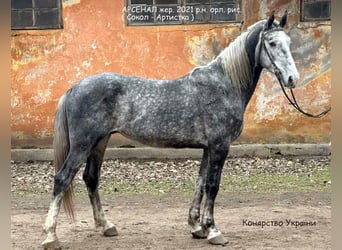 Koń orłowski, Ogier, 4 lat, 165 cm, Siwa