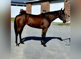 Koń pełnej krwi angielskiej, Klacz, 10 lat, 152 cm, Gniada