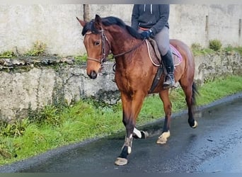 Koń pełnej krwi angielskiej, Klacz, 10 lat, 160 cm, Gniada