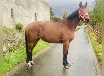 Koń pełnej krwi angielskiej, Klacz, 10 lat, 160 cm, Gniada