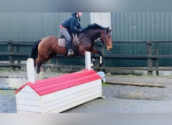 Koń pełnej krwi angielskiej, Klacz, 10 lat, 160 cm, Gniada