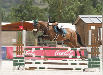 Koń pełnej krwi angielskiej, Klacz, 10 lat, 164 cm, Ciemnogniada