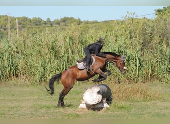 Koń pełnej krwi angielskiej, Klacz, 10 lat, 164 cm, Ciemnogniada