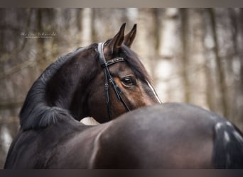 Koń pełnej krwi angielskiej, Klacz, 11 lat, 165 cm, Ciemnogniada