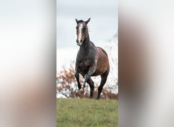 Koń pełnej krwi angielskiej, Klacz, 12 lat, 150 cm, Gniada