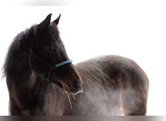 Koń pełnej krwi angielskiej, Klacz, 12 lat, 156 cm, Kara