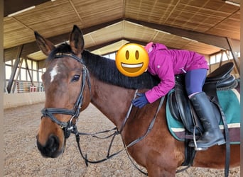 Koń pełnej krwi angielskiej, Klacz, 12 lat, 165 cm, Gniada