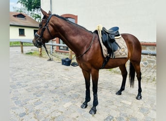 Koń pełnej krwi angielskiej, Klacz, 13 lat, 154 cm, Gniada