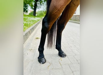 Koń pełnej krwi angielskiej, Klacz, 13 lat, 154 cm, Gniada