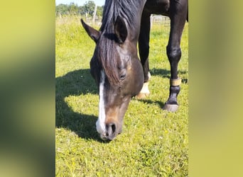 Koń pełnej krwi angielskiej, Klacz, 13 lat, 155 cm, Skarogniada