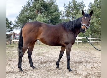 Koń pełnej krwi angielskiej, Klacz, 13 lat, 158 cm, Gniada