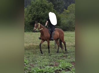 Koń pełnej krwi angielskiej, Klacz, 13 lat, 158 cm