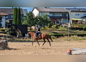 Koń pełnej krwi angielskiej, Klacz, 13 lat, 165 cm, Kasztanowata