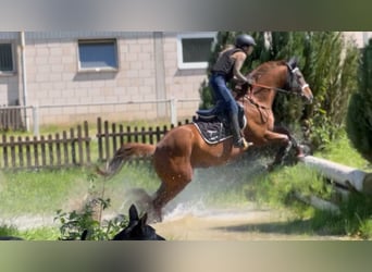 Koń pełnej krwi angielskiej, Klacz, 13 lat, 165 cm, Kasztanowata