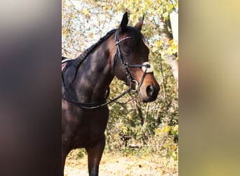 Koń pełnej krwi angielskiej, Klacz, 14 lat, 152 cm, Gniada