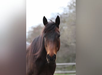 Koń pełnej krwi angielskiej, Klacz, 14 lat, 152 cm, Gniada