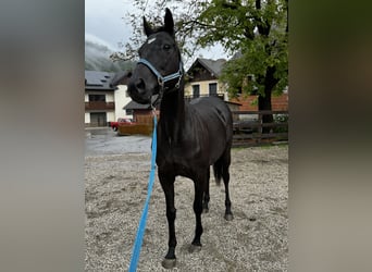 Koń pełnej krwi angielskiej, Klacz, 14 lat, 161 cm, Kara