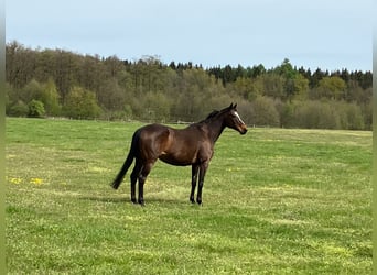 Koń pełnej krwi angielskiej, Klacz, 14 lat, 164 cm, Gniada