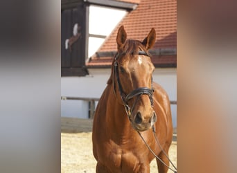 Koń pełnej krwi angielskiej, Klacz, 14 lat, 165 cm, Kasztanowata