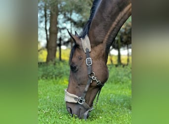 Koń pełnej krwi angielskiej, Klacz, 15 lat, 166 cm, Ciemnogniada