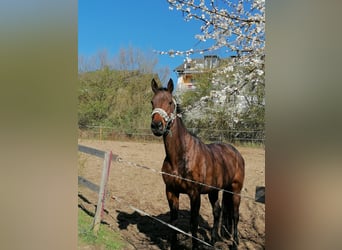 Koń pełnej krwi angielskiej, Klacz, 16 lat, 161 cm, Gniada