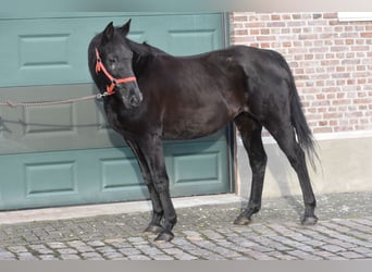 Koń pełnej krwi angielskiej, Klacz, 18 lat, 165 cm, Ciemnogniada