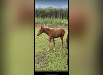 Koń pełnej krwi angielskiej, Klacz, 1 Rok, 140 cm, Kasztanowata