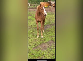 Koń pełnej krwi angielskiej, Klacz, 1 Rok, 140 cm, Kasztanowata